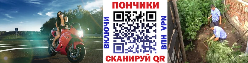 Купить закладки  Жуковка  Бошки марихуана планчик 